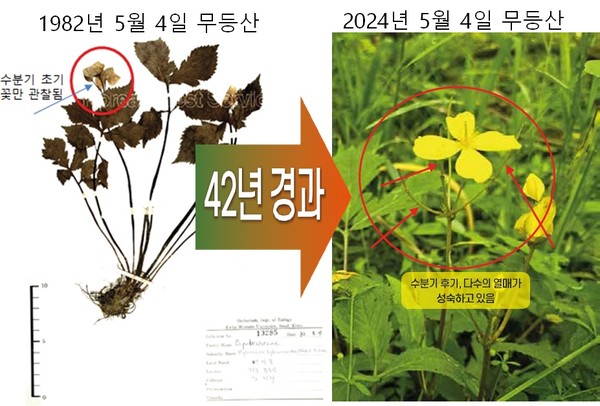 매미꽃의 42년 간 개화기 변화 /자료제공=