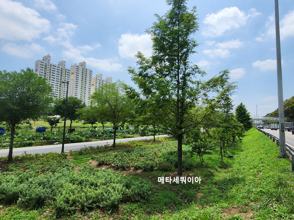 [자료3] 중랑천 변에 심어진 메타세쿼이아. 키가 크고 줄기의 유연성이 떨어져 홍수 소통을 방해할 수 있다. 이에 더해 그 주변으로 많은 농작물과 화훼작물이 심어져 있는데 이들도 홍수 소통에 지장을 초래할 수 있다. /사진=이창석 교수