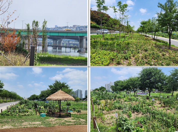 [자료4] 중랑천 변에 심어진 미루나무(위 왼쪽). 키가 크고 줄기의 유연성이 떨어져 홍수 소통을 방해할 수 있다. 그 밖에 장미축제를 위해 장미가 도입(위 오른쪽)돼 있고, 다양한 농작물까지 재배되고 있어 이곳이 하천인진 의문이 들 정도다. /사진=이창석 교수