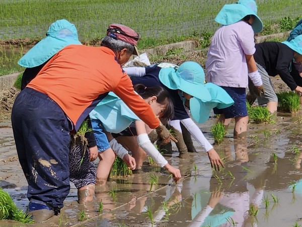 영암 초등학생 탄소중립 실천 교육 프로그램 중 하나인 모내기 체험 /사진제공=영암군