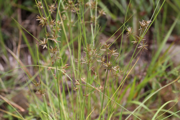 드렁방동사니 추출물을 함유하는 안티폴루션용 조성물 기술이전 /사진제공=환경부