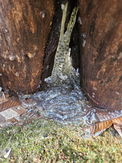 누군가 꺼내둔 통나무에서 알이 떨어져 방치된 모습 /사진젝공=인천녹색연합