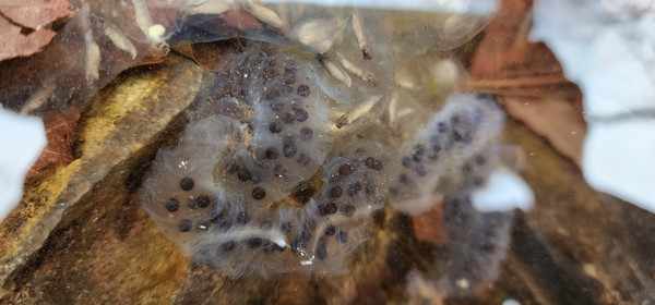 낳은지 얼마 되지 않은 도롱뇽 알 /사진젝공=인천녹색연합