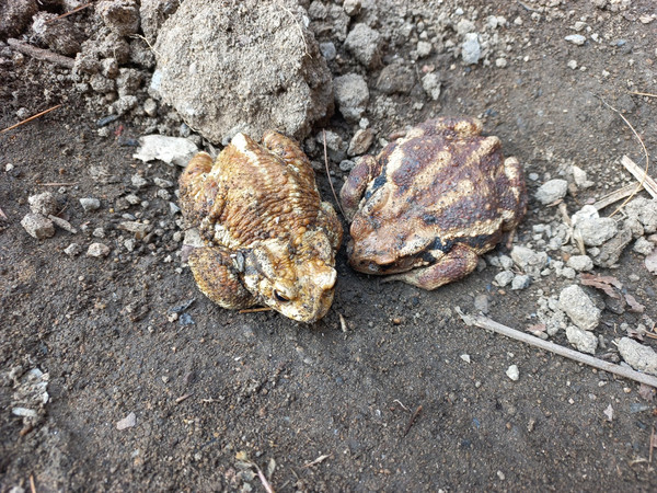 갈산근린공원 땅 위에서 쉬고 있는 두꺼비 /사진젝공=인천녹색연합