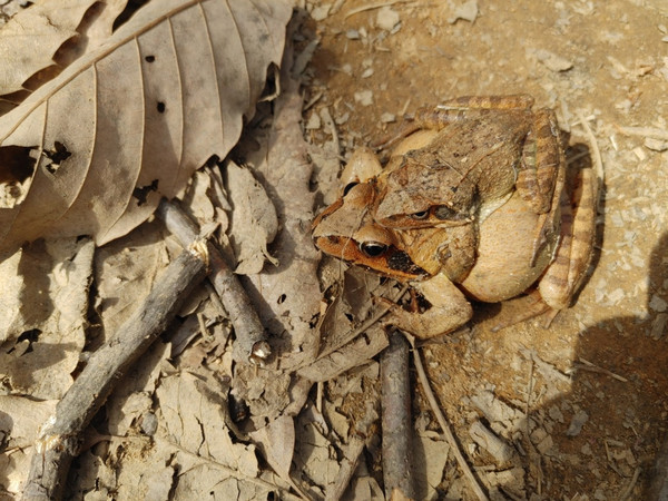 짝을 지은 큰산개구리 /사진젝공=인천녹색연합