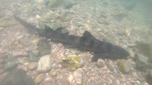 수조에서 헤엄치는 까치상어 /사진=환경운동연합