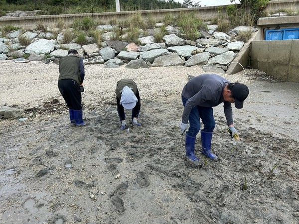 신안군이 블루카본 대표수종 맹그로브를 도입하고자 시험 식재 연구에 나섰다. /사진제공=신안군