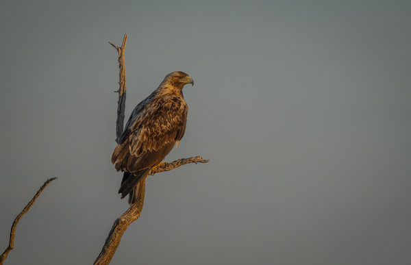 독수리 /사진=환경일보DB