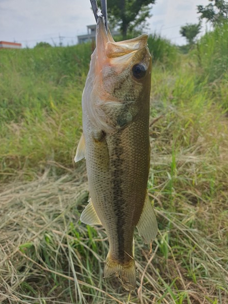 만경강에서 잡은 배스 /사진=손제진 학생기자