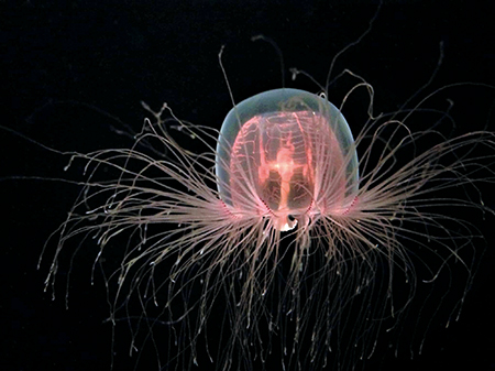 홍해파리 /사진출처=AZ 애니멀스