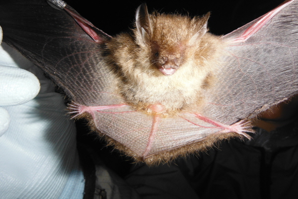 작은관코박쥐 /사진=국립생물자원관