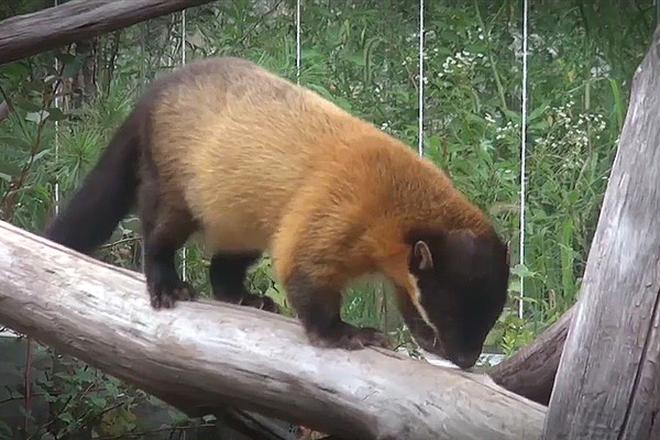 담비 /사진=국립생물자원관