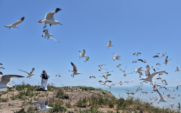 세계적 멸종위기종 뿔제비갈매기 /사진제공 =국립호남권생물자원관
