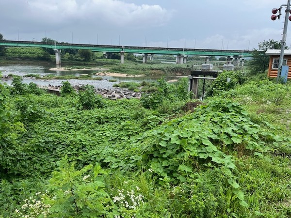화성시 2024년 생태계교란생물 퇴치사업 본격 추진 /사진제공=화성시