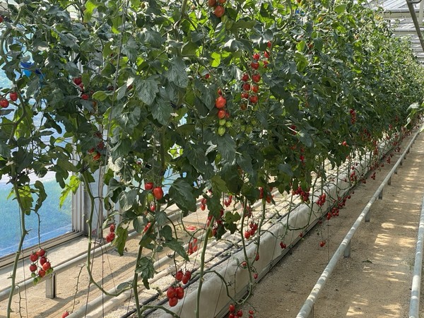 평택시 농업기술센터, 유리온실 방울토마토 미생물 실증시험 진행 /사진제공=평택시