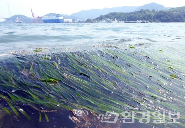 산업화와 매립 과정 중 마산만에서 자취를 감췄던 바다풀 일종인 잘피가 2020년 다시 돌아온 모습 /사진제공=마산만 특별관리해역 민관산학협의회