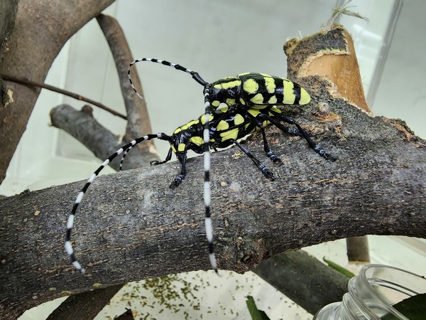 노랑알락하늘소 성충 산란 선호성 실험 /사진제공=국립산림과학원