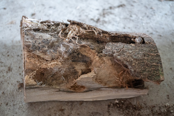 노랑알락하늘소 유충 피해 /사진제공=국립산림과학원