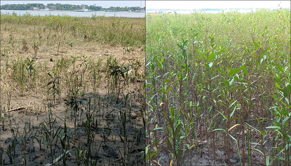 맹그로브 프로젝트 식재 현장 비교 모습(좌측부터 2023년 식재 현장, 2024년 성장 현장) /사진제공=환경재단