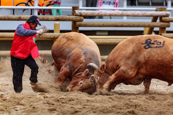 지난 1월 당시 문화재청이었던 국가유산청은 ‘2024년도 국가무형유산 지정 조사 계획’에 소싸움을 포함했다. /사진제공=동물자유연대