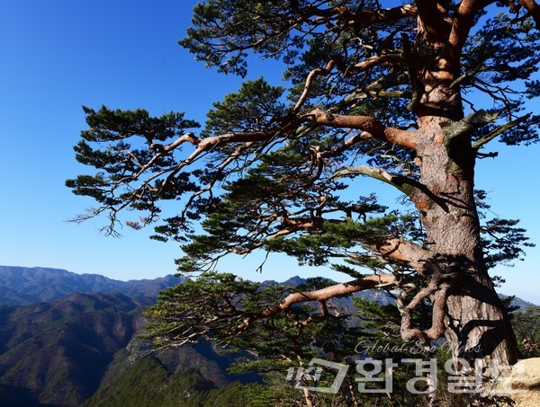 경북 울진군 소광리 금강송 /사진제공=국립산림과학원 