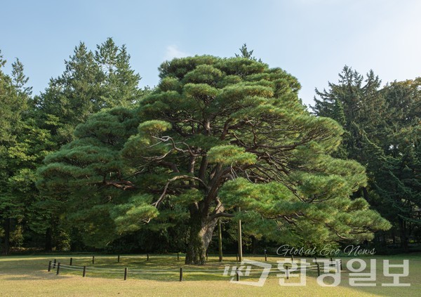 서울 동대문구 청량리동 홍릉숲 반송 /사진제공=국립산림과학원