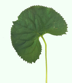 곰취 /사진제공=국립산림과학원