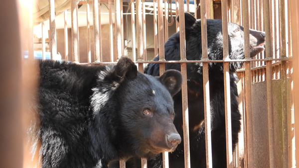 구조를 앞둔 사육곰 2마리. /사진제공=동물행동권 카라