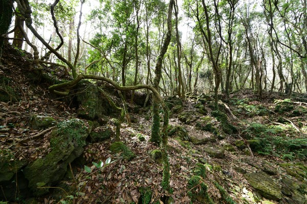 저지곶자왈 전경 /사진제공=국립산림과학원