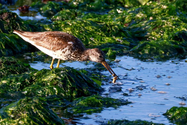 청다리도요사촌,  시민생물학자 윤기득 작가 촬영/사진제공 = 울산시