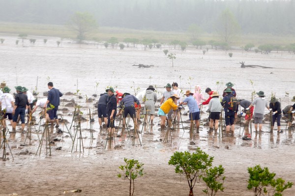 베트남 난빈에서 진행한 난빈성 홍강 삼각주 맹그로브 숲 조성 사업 /사진제공=산림청