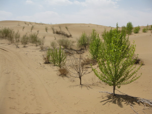 조림사업을 진행 중인 중국 내몽골 쿠부치사막 /사진제공=국립산림과학원