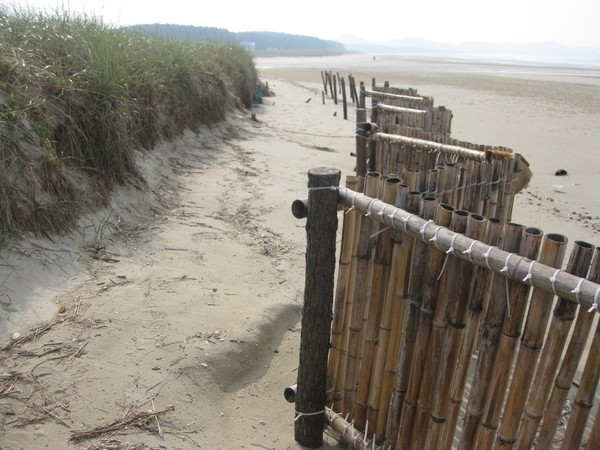 충남 태안군 해안가에 설치된 해안 모래이동 고정 시설 /사진제공=국립산림과학원