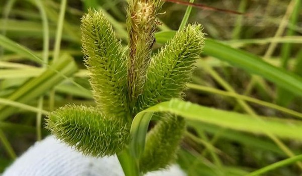 수라갯벌의 양뿔사초 전수조사에서 관찰된 양뿔사초 /사진=
