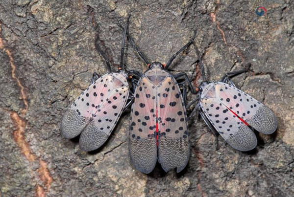 대표적인 돌발해충 꽃매미 /사진=국가농작물병해충관리시스템
