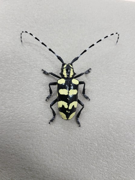 노랑알락하늘소 /사진= 제주특별자치도 세계유산본부