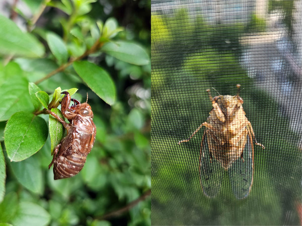 매미 유충(좌측)과 성충 / 사진=김희민 학생기자