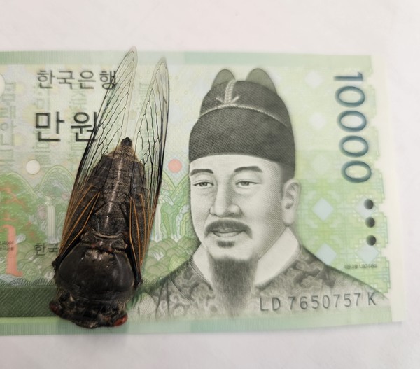 만원권 지폐 /사진=김희민 학생기자