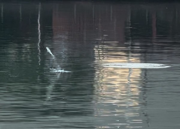 나루공원에서 직접 촬영한 숭어 /사진=손진환 학생기자