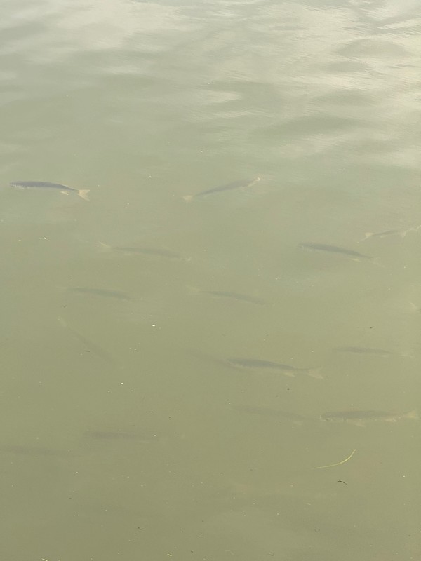 숭어 /사진=손진환 학생기자