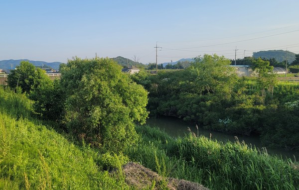 버드나무속 식물 /사진=이유진 학생기자