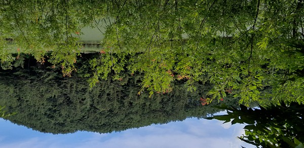 왕버들. 새순이 붉은색이다. /사진=이유진 학생기자