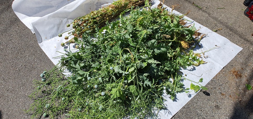 불법재배하다 현장단속해 압수한 양귀비 /사진제공=부산지방경찰청