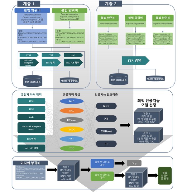 인공지능 기반 불법 양귀비 판별 디엔에이 빅데이터 2계층 분류 /자료=국립생물자원관