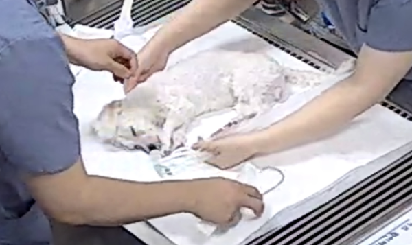 병원 측은 ’수술을 하면 회복 가능성이 있다’고 김씨 측에 설명했지만, 그들은 반려견을 데리고 병원을 나왔고, 강아지는 다음날 집에서 사망했다. /사진=동물권행동 카라