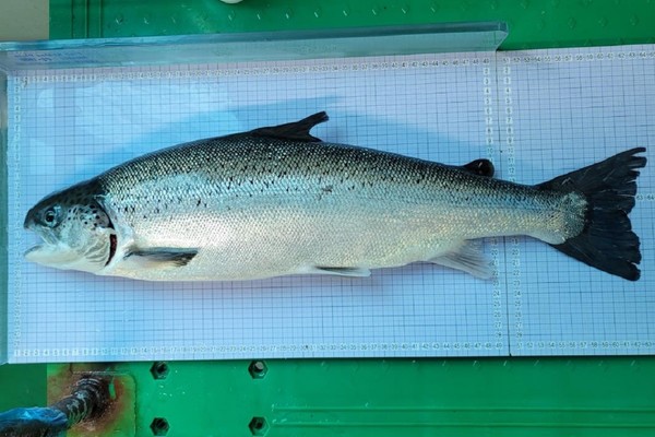 시 수산자원연구소는 국내 최초로 대서양연어의 순환여과식 양식에 성공했다고 밝혔다. /사진제공=부산시