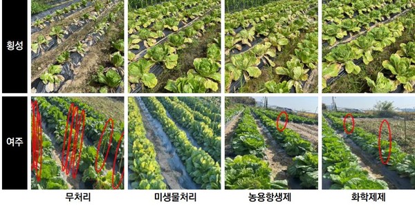 무름병 발병 후 포장시험지 /사진제공=국립낙동강생물자원관