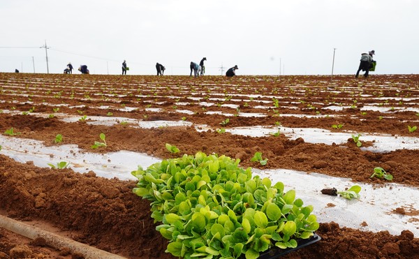 강병일 배추 농가 /사진제공=해남군