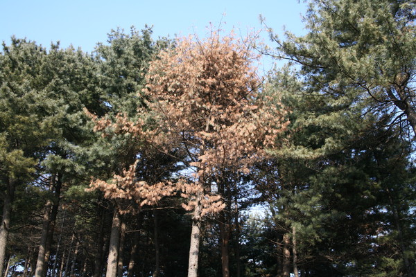 경기도 광주 소나무재선충병 피해목 /사진제공=국립산림과학원 