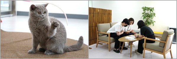 고양이입양센터, 유기묘 테리를 50번째 입양한 김희영씨 /사진제공=경기도